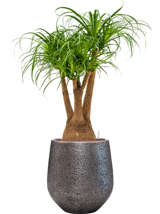 Beaucarnea recurvata in Baq Opus Hit Office Plant With Pot 136cm Height 30cm Dia