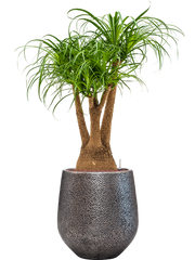 Beaucarnea recurvata in Baq Opus Hit Office Plant With Pot 136cm Height 30cm Dia