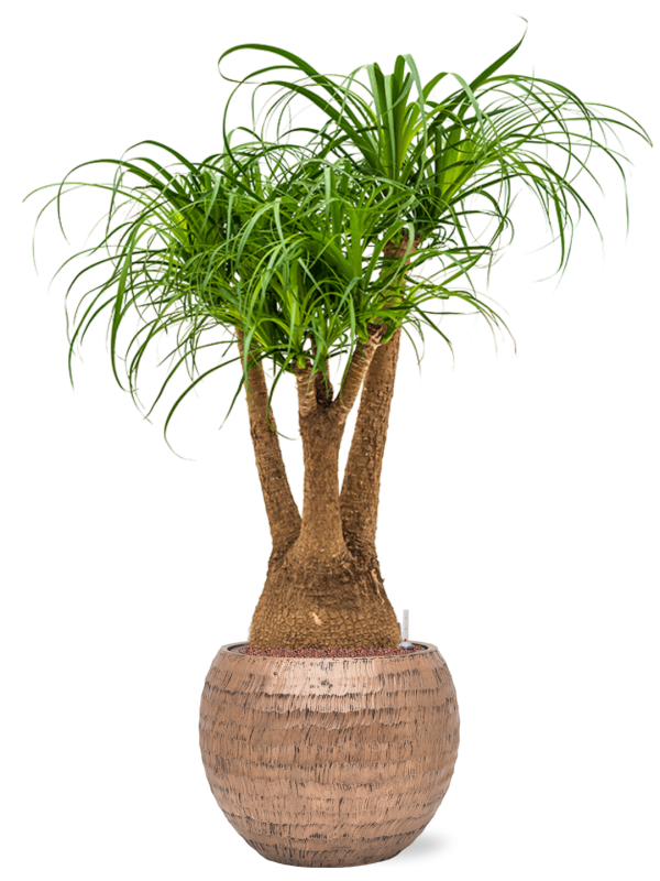 Beaucarnea recurvata in Baq Opus Hammered Office Plant With Pot 119cm Height 27cm Dia