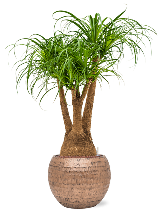 Beaucarnea recurvata in Baq Opus Hammered Office Plant With Pot 119cm Height 27cm Dia
