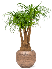 Beaucarnea recurvata in Baq Opus Hammered Office Plant With Pot 119cm Height 27cm Dia