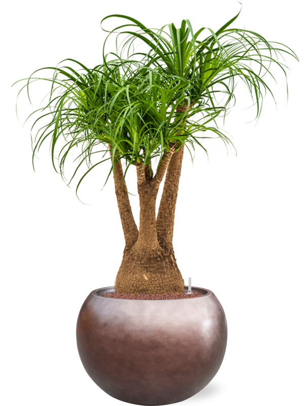 Beaucarnea recurvata in Baq Metallic Silver leaf Office Plant With Pot 123cm Height 33cm Dia