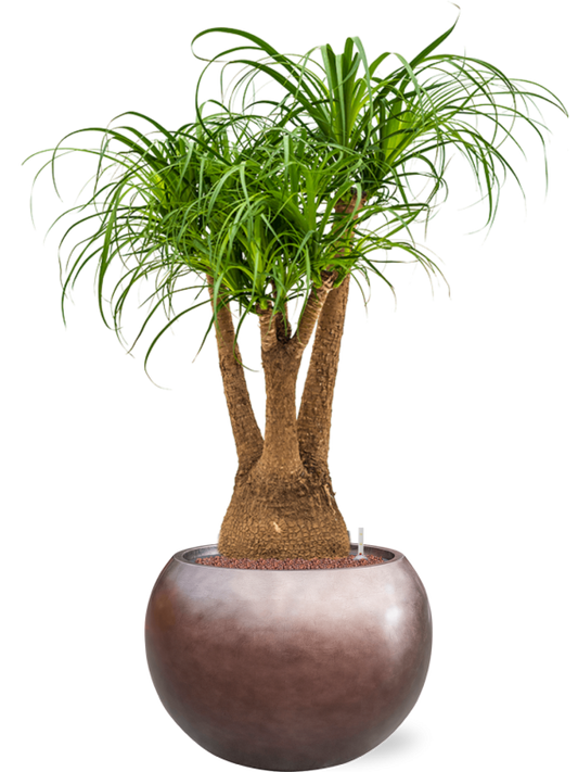 Beaucarnea recurvata in Baq Metallic Silver leaf Office Plant With Pot 123cm Height 33cm Dia