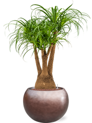 Beaucarnea recurvata in Baq Metallic Silver leaf Office Plant With Pot 123cm Height 33cm Dia