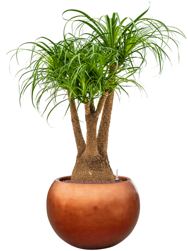 Beaucarnea recurvata in Baq Metallic Silver leaf Office Plant With Pot 123cm Height 33cm Dia