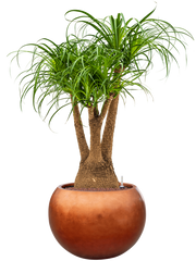 Beaucarnea recurvata in Baq Metallic Silver leaf Office Plant With Pot 123cm Height 33cm Dia