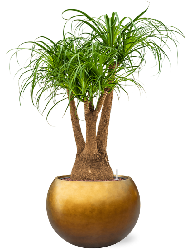 Beaucarnea recurvata in Baq Metallic Silver leaf Office Plant With Pot 124cm Height 33cm Dia