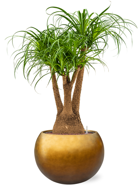 Beaucarnea recurvata in Baq Metallic Silver leaf Office Plant With Pot 124cm Height 33cm Dia