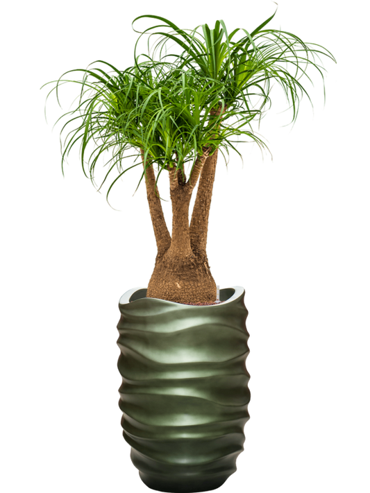 Beaucarnea recurvata in Baq Gradient Lee Office Plant With Pot 145cm Height 36.4cm Dia
