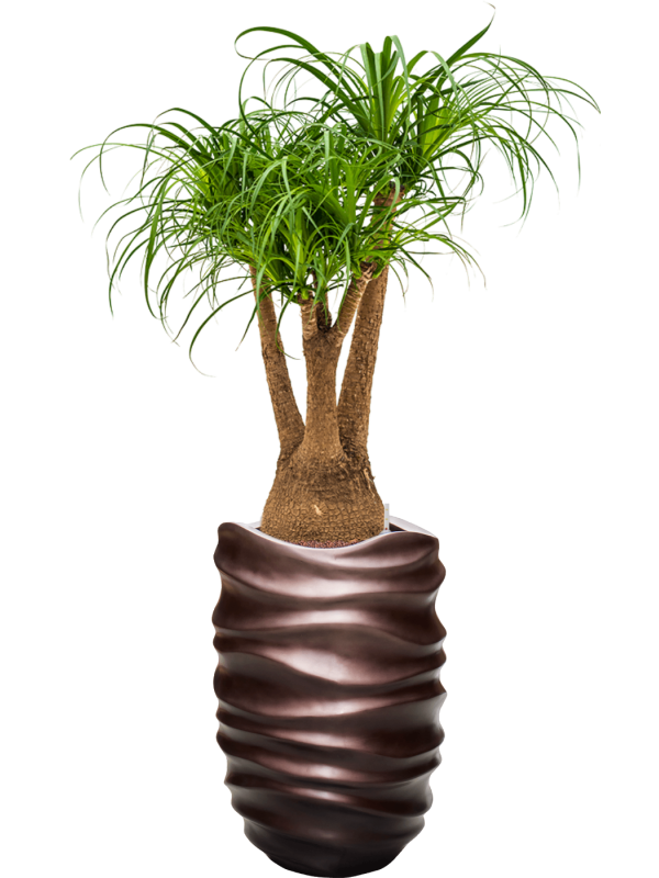 Beaucarnea recurvata in Baq Gradient Lee Office Plant With Pot 145cm Height 36.4cm Dia