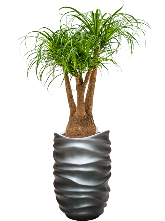 Beaucarnea recurvata in Baq Gradient Lee Office Plant With Pot 145cm Height 36.4cm Dia