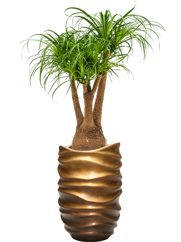 Beaucarnea recurvata in Baq Gradient Lee Office Plant With Pot 145cm Height 36.4cm Dia