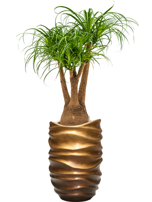 Beaucarnea recurvata in Baq Gradient Lee Office Plant With Pot 145cm Height 36.4cm Dia