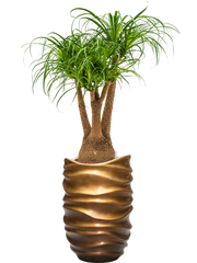 Beaucarnea recurvata in Baq Gradient Lee Office Plant With Pot 145cm Height 36.4cm Dia