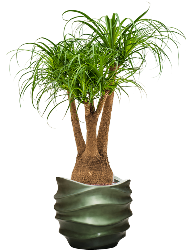 Beaucarnea recurvata in Baq Gradient Lee Office Plant With Pot 121cm Height 28.1cm Dia
