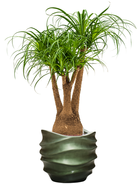 Beaucarnea recurvata in Baq Gradient Lee Office Plant With Pot 121cm Height 28.1cm Dia