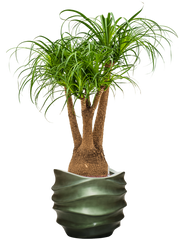 Beaucarnea recurvata in Baq Gradient Lee Office Plant With Pot 121cm Height 28.1cm Dia