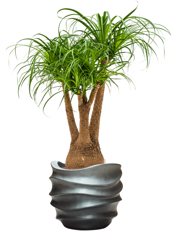 Beaucarnea recurvata in Baq Gradient Lee Office Plant With Pot 122cm Height 28.1cm Dia