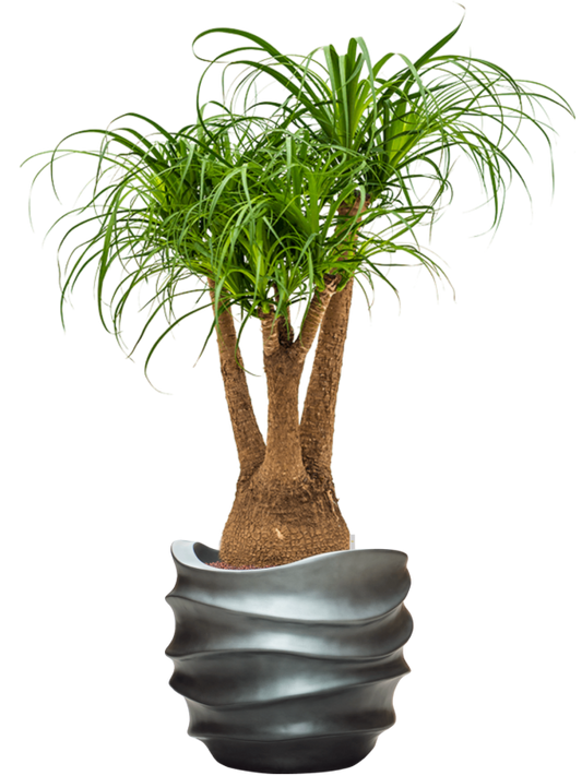 Beaucarnea recurvata in Baq Gradient Lee Office Plant With Pot 122cm Height 28.1cm Dia