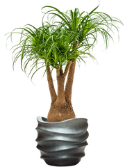 Beaucarnea recurvata in Baq Gradient Lee Office Plant With Pot 122cm Height 28.1cm Dia