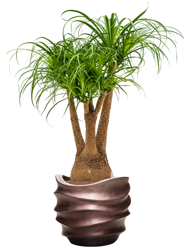 Beaucarnea recurvata in Baq Gradient Lee Office Plant With Pot 121cm Height 28.1cm Dia