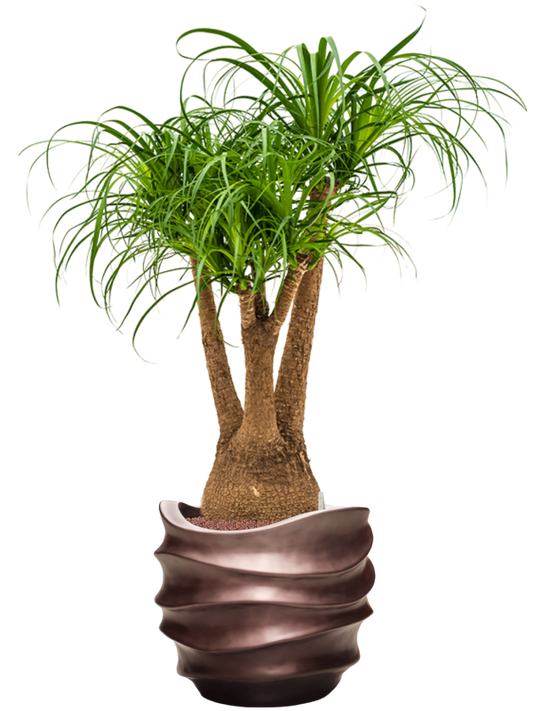 Beaucarnea recurvata in Baq Gradient Lee Office Plant With Pot 121cm Height 28.1cm Dia