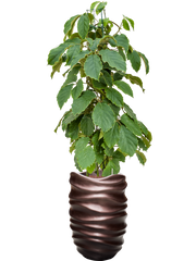 Tetrastigma voinierianum in Baq Gradient Lee Office Plant With Pot 172cm Height 36.4cm Dia