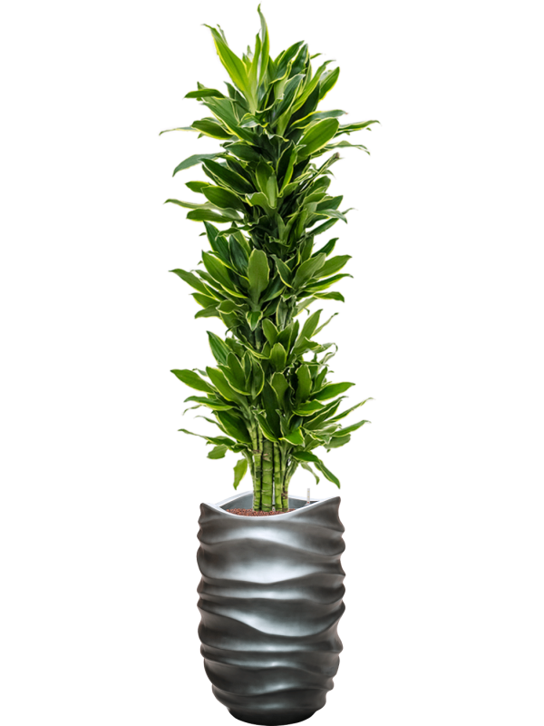Dracaena fragrans 'Golden Coast' in Baq Gradient Lee Office Plant With Pot 190cm Height 27cm Dia