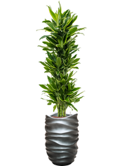 Dracaena fragrans 'Golden Coast' in Baq Gradient Lee Office Plant With Pot 190cm Height 27cm Dia