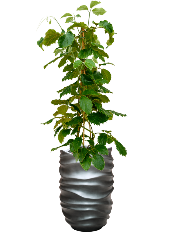 Tetrastigma voinierianum in Baq Gradient Lee Office Plant With Pot 163cm Height 27cm Dia
