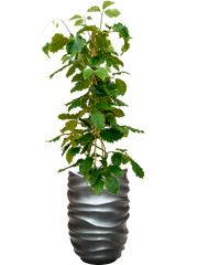 Tetrastigma voinierianum in Baq Gradient Lee Office Plant With Pot 163cm Height 27cm Dia