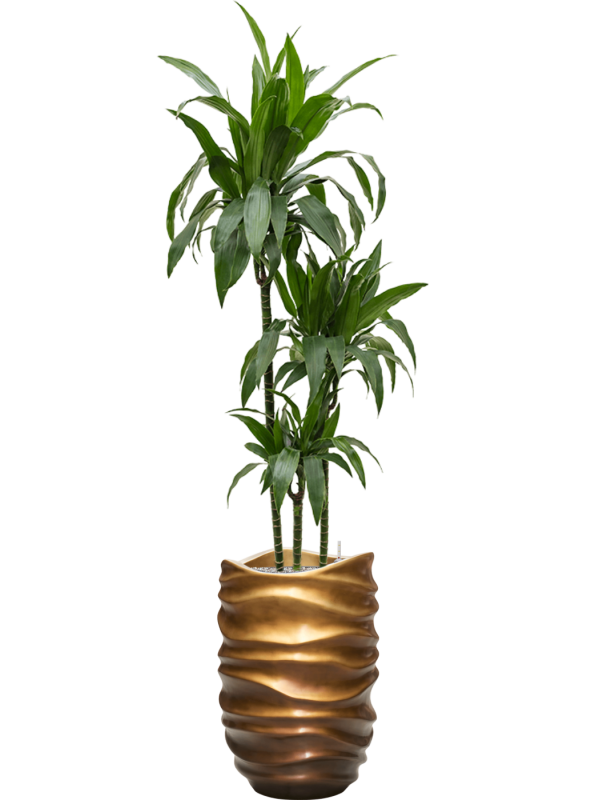 Dracaena fragrans 'Janet Craig' in Baq Gradient Lee Office Plant With Pot 194cm Height 27cm Dia