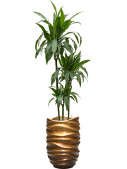 Dracaena fragrans 'Janet Craig' in Baq Gradient Lee Office Plant With Pot 194cm Height 27cm Dia
