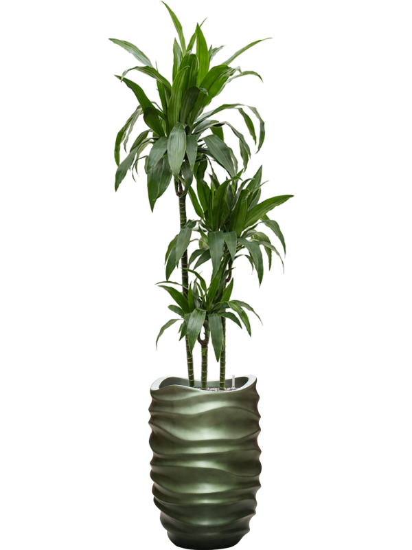 Dracaena fragrans 'Janet Craig' in Baq Gradient Lee Office Plant With Pot 194cm Height 27cm Dia