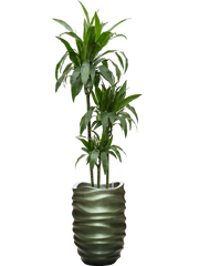 Dracaena fragrans 'Janet Craig' in Baq Gradient Lee Office Plant With Pot 194cm Height 27cm Dia