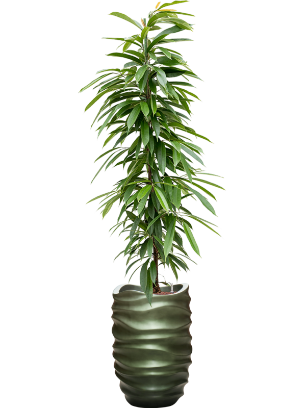 Ficus binnendijkii 'Amstel King' in Baq Gradient Lee Office Plant With Pot 199cm Height 27cm Dia