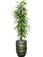 Ficus binnendijkii 'Amstel King' in Baq Gradient Lee Office Plant With Pot 199cm Height 27cm Dia