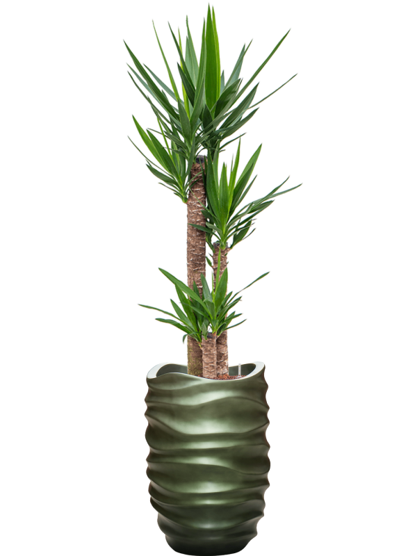 Yucca elephantipes in Baq Gradient Lee Office Plant With Pot 176cm Height 27cm Dia