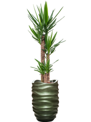 Yucca elephantipes in Baq Gradient Lee Office Plant With Pot 176cm Height 27cm Dia