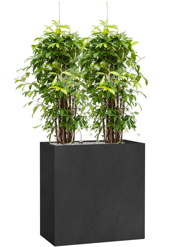 Dracaena surculosa in Grigio Office Plant With Pot 148cm Height 29cm Dia