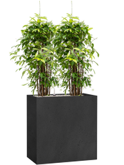 Dracaena surculosa in Grigio Office Plant With Pot 148cm Height 29cm Dia