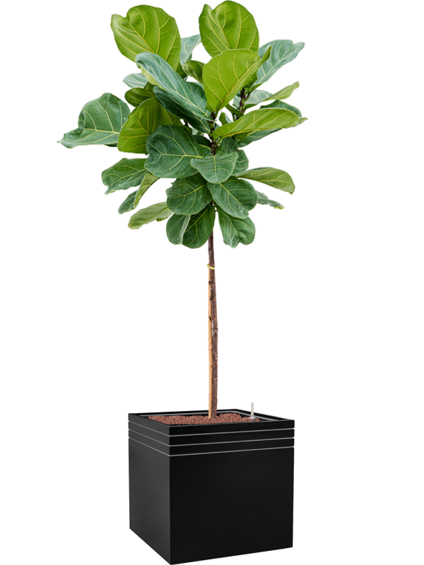 Ficus lyrata in Baq Line-Up Office Plant With Pot 173cm Height 41cm Dia