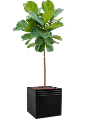 Ficus lyrata in Baq Line-Up Office Plant With Pot 173cm Height 41cm Dia