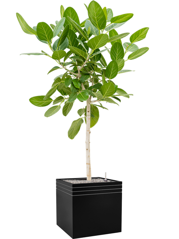 Ficus benghalensis 'Audrey' in Baq Line-Up Office Plant With Pot 184cm Height 41cm Dia