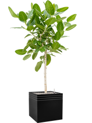 Ficus benghalensis 'Audrey' in Baq Line-Up Office Plant With Pot 184cm Height 41cm Dia