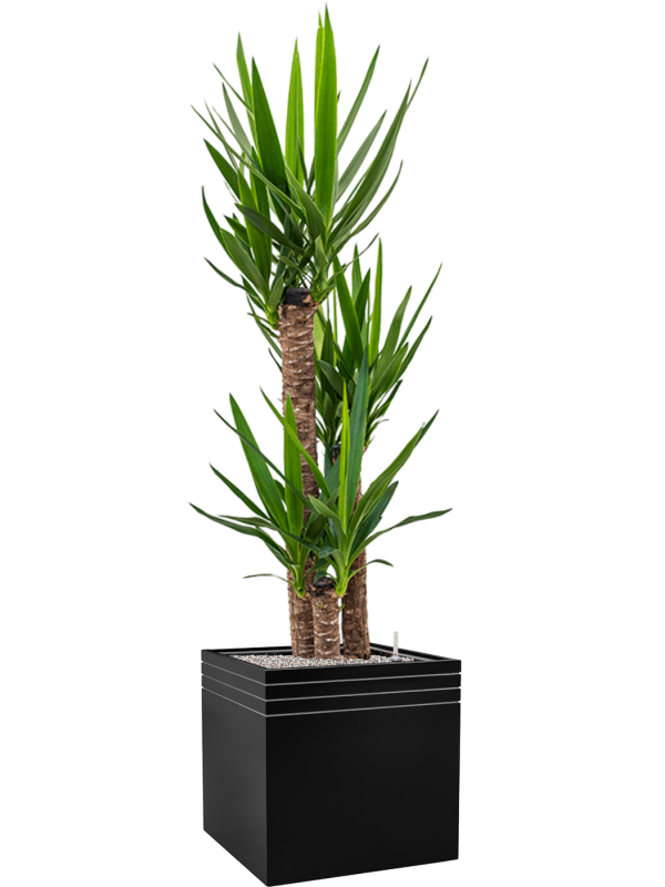 Yucca elephantipes in Baq Line-Up Office Plant With Pot 174cm Height 41cm Dia