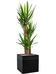 Yucca elephantipes in Baq Line-Up Office Plant With Pot 174cm Height 41cm Dia