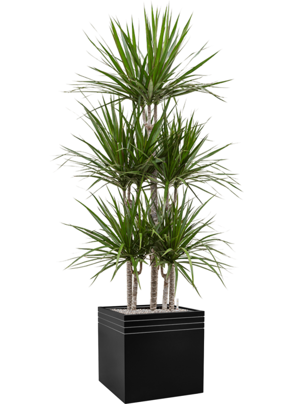 Dracaena marginata in Baq Line-Up Office Plant With Pot 193cm Height 41cm Dia