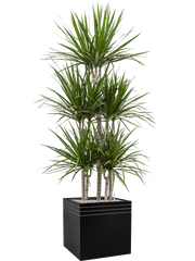 Dracaena marginata in Baq Line-Up Office Plant With Pot 193cm Height 41cm Dia