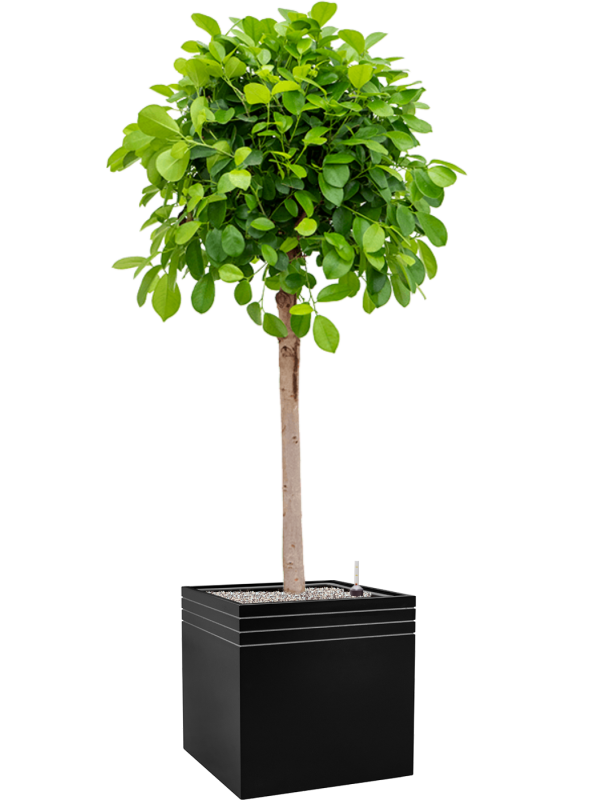 Ficus microcarpa 'Moclame' in Baq Line-Up Office Plant With Pot 174cm Height 41cm Dia